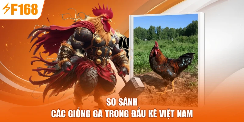 So sánh các giống gà trong đấu kê Việt Nam